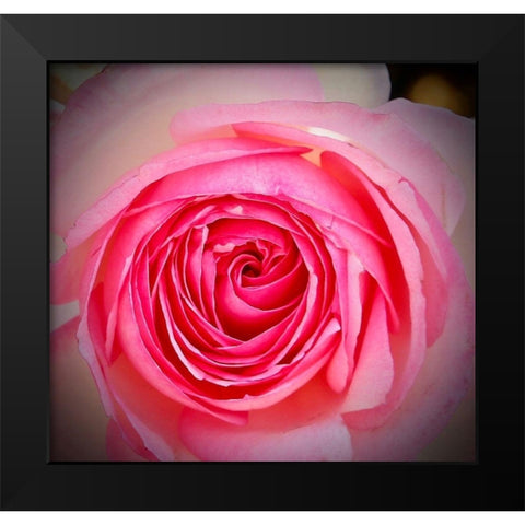 Monecito Rose Black Modern Wood Framed Art Print by Vizvary, Susan