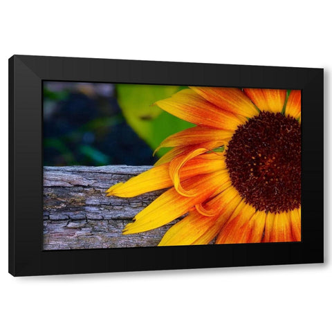 Sunflower Black Modern Wood Framed Art Print by Vizvary, Susan