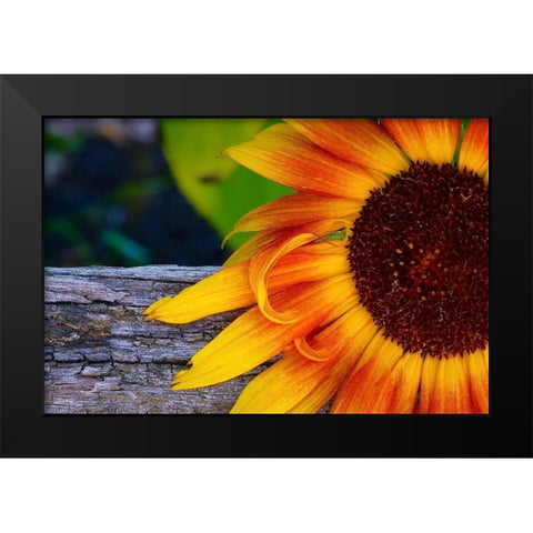 Sunflower Black Modern Wood Framed Art Print by Vizvary, Susan