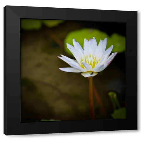 Lily and Fly Black Modern Wood Framed Art Print by Vizvary, Susan