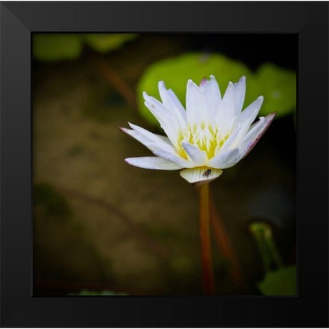 Lily and Fly Black Modern Wood Framed Art Print by Vizvary, Susan