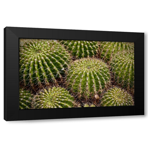 Succulant Black Modern Wood Framed Art Print by Vizvary, Susan