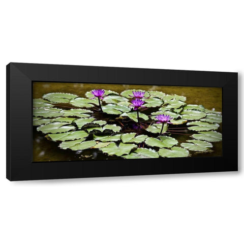 Purple Lily Pond Black Modern Wood Framed Art Print by Vizvary, Susan