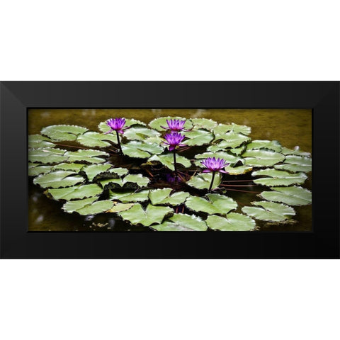 Purple Lily Pond Black Modern Wood Framed Art Print by Vizvary, Susan