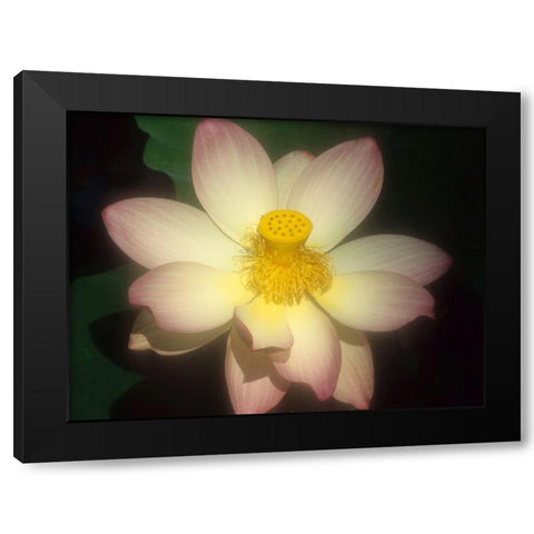 Lotus Flower Black Modern Wood Framed Art Print by Vizvary, Susan