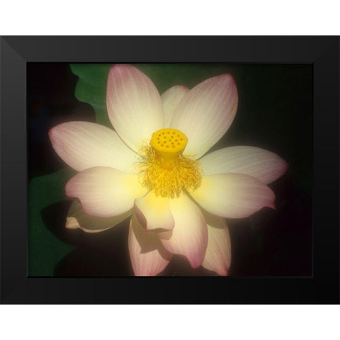 Lotus Flower Black Modern Wood Framed Art Print by Vizvary, Susan