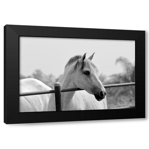 White Horse Over Fence Black Modern Wood Framed Art Print by Vizvary, Susan