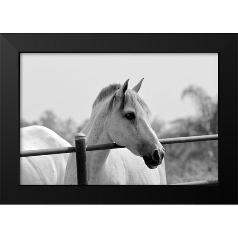 White Horse Over Fence Black Modern Wood Framed Art Print by Vizvary, Susan