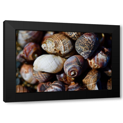 Spiral Shells Black Modern Wood Framed Art Print with Double Matting by Vizvary, Susan
