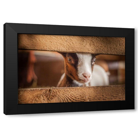 Spring Lamb Black Modern Wood Framed Art Print with Double Matting by Henk van Gog