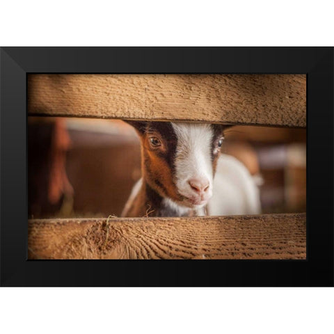 Spring Lamb Black Modern Wood Framed Art Print by Henk van Gog
