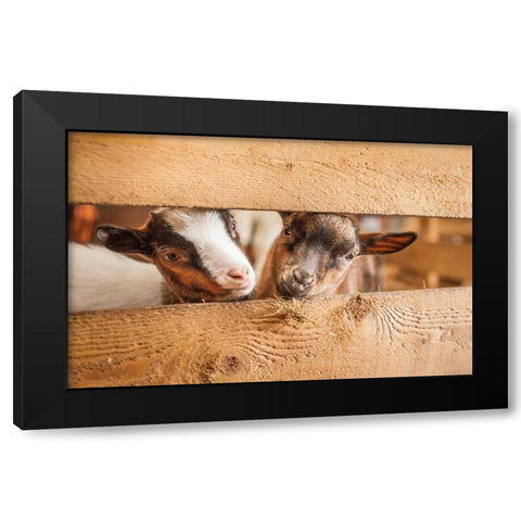 Spring Lamms Black Modern Wood Framed Art Print by Henk van Gog