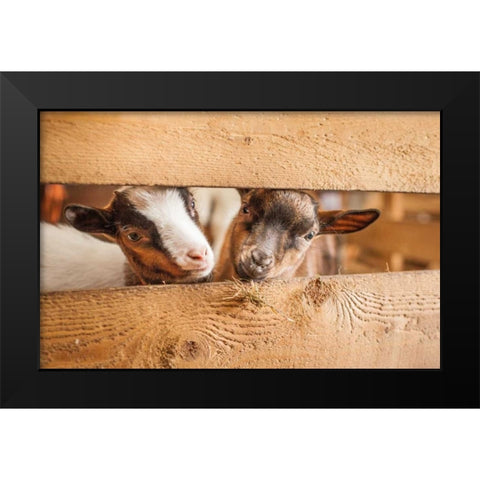 Spring Lamms Black Modern Wood Framed Art Print by Henk van Gog