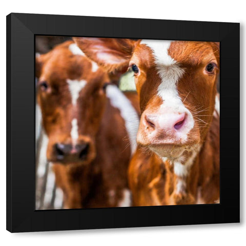 Spring cows 1 Black Modern Wood Framed Art Print with Double Matting by Henk van Gog