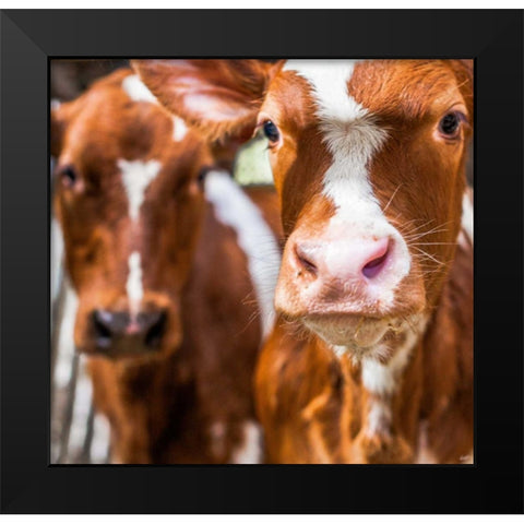 Spring cows 1 Black Modern Wood Framed Art Print by Henk van Gog