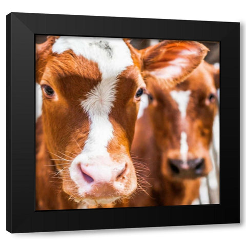 Spring cows 2 Black Modern Wood Framed Art Print by Henk van Gog