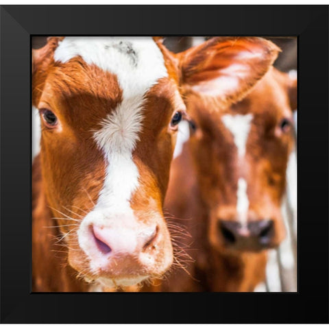 Spring cows 2 Black Modern Wood Framed Art Print by Henk van Gog