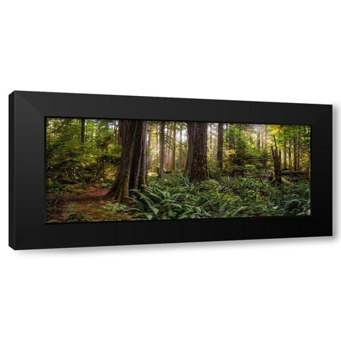 Woods II Black Modern Wood Framed Art Print by Kostka, Vladimir