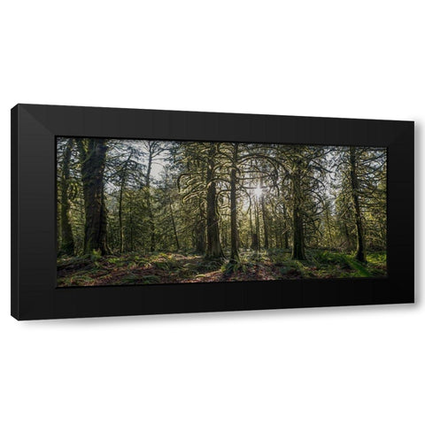 Woods IV Black Modern Wood Framed Art Print with Double Matting by Kostka, Vladimir