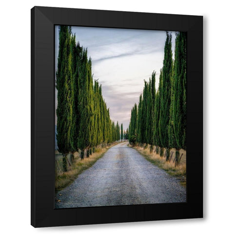 Cypresses Black Modern Wood Framed Art Print by Kostka, Vladimir