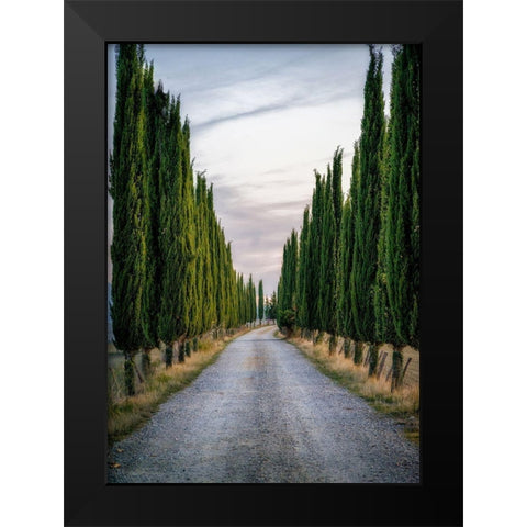 Cypresses Black Modern Wood Framed Art Print by Kostka, Vladimir