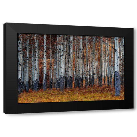 Birches Black Modern Wood Framed Art Print with Double Matting by Kostka, Vladimir