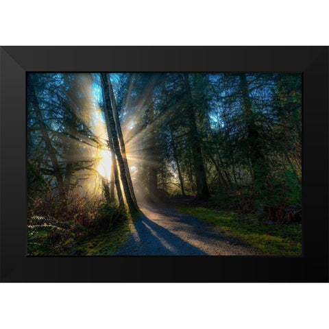 Sunlight Throught Trees Black Modern Wood Framed Art Print by Kostka, Vladimir