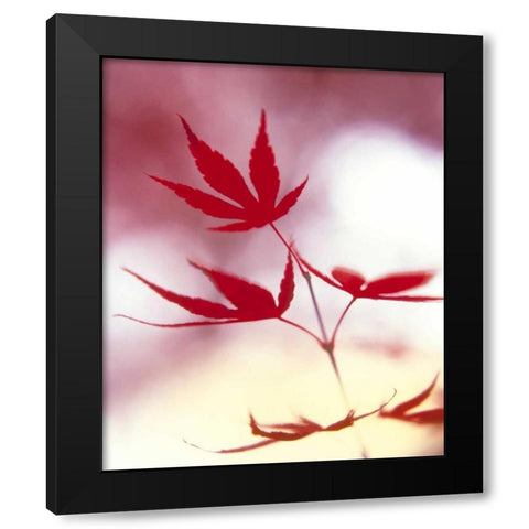 Arrangement Of The Leaves II Black Modern Wood Framed Art Print by Weissing, Gerd