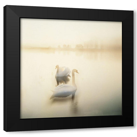 TWO SWANS Black Modern Wood Framed Art Print with Double Matting by Weissing, Gerd