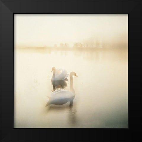 TWO SWANS Black Modern Wood Framed Art Print by Weissing, Gerd