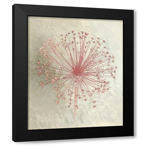 Allium Seedhead I Black Modern Wood Framed Art Print by Verdonck, Elisabeth