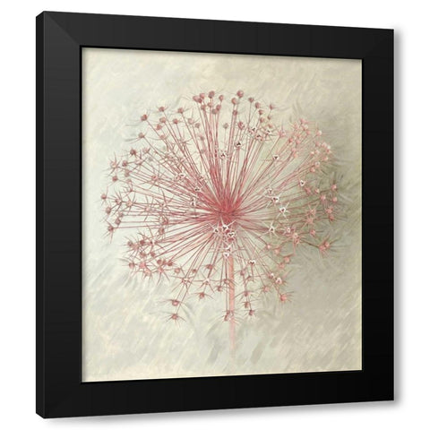 Allium Seedhead II Black Modern Wood Framed Art Print with Double Matting by Verdonck, Elisabeth