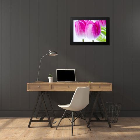 Pink II Black Modern Wood Framed Art Print by Warminski
