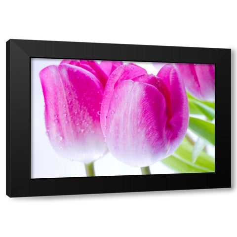 Pink II Black Modern Wood Framed Art Print by Warminski