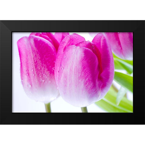 Pink II Black Modern Wood Framed Art Print by Warminski