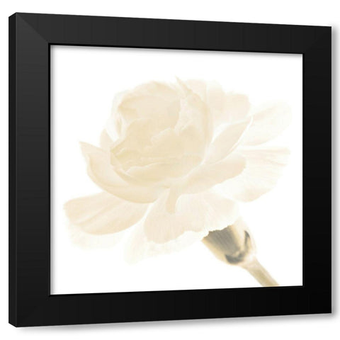 CARNATION I Black Modern Wood Framed Art Print with Double Matting by Fossey, George