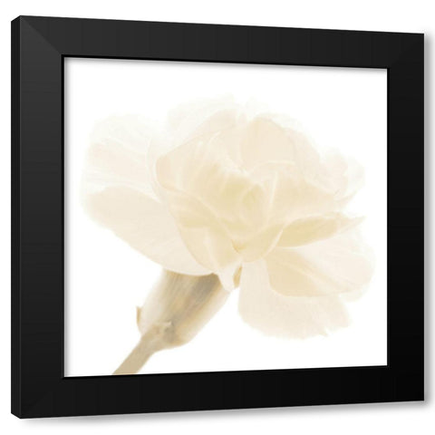 CARNATION II Black Modern Wood Framed Art Print with Double Matting by Fossey, George