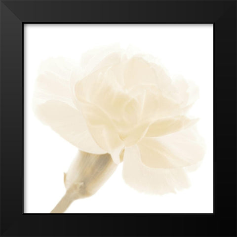 CARNATION II Black Modern Wood Framed Art Print by Fossey, George