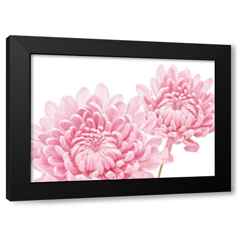 CHRYSANTHEMUM IN BLOOM Black Modern Wood Framed Art Print with Double Matting by Fossey, George
