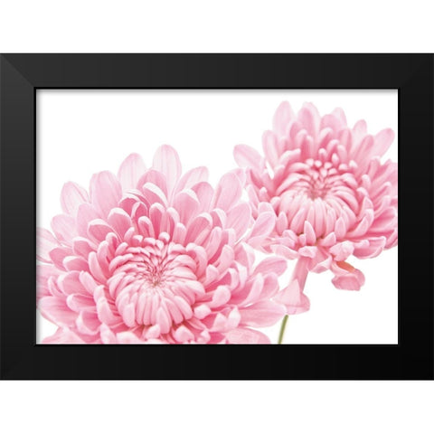 CHRYSANTHEMUM IN BLOOM Black Modern Wood Framed Art Print by Fossey, George