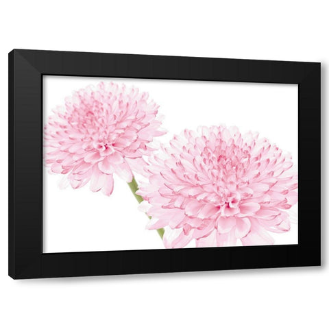 DAHLIA IN BLOOM Black Modern Wood Framed Art Print with Double Matting by Fossey, George