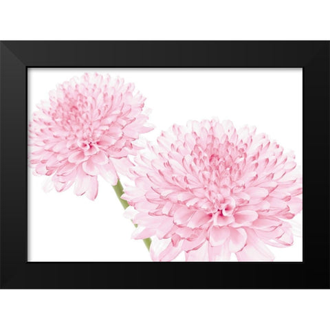 DAHLIA IN BLOOM Black Modern Wood Framed Art Print by Fossey, George
