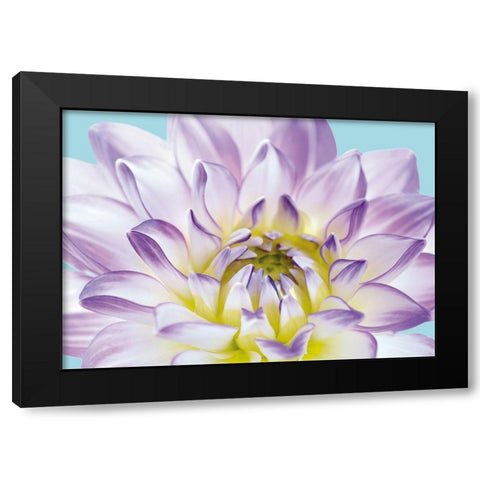 DAHLIA IN TEAL I Black Modern Wood Framed Art Print by Fossey, George