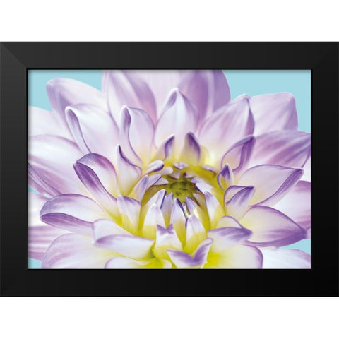 DAHLIA IN TEAL I Black Modern Wood Framed Art Print by Fossey, George