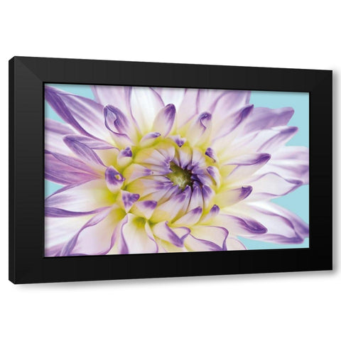 DAHLIA IN TEAL II Black Modern Wood Framed Art Print by Fossey, George
