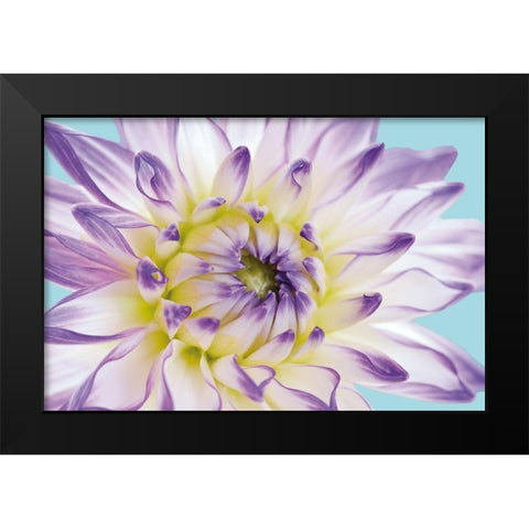 DAHLIA IN TEAL II Black Modern Wood Framed Art Print by Fossey, George