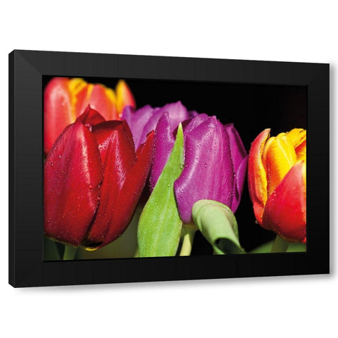 TULIPS ON BLACK Black Modern Wood Framed Art Print with Double Matting by Witt, Sibylle