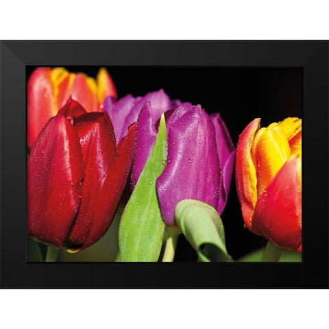 TULIPS ON BLACK Black Modern Wood Framed Art Print by Witt, Sibylle
