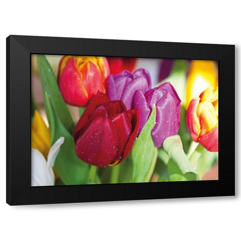 NATURAL TULIPS Black Modern Wood Framed Art Print by Witt, Sibylle