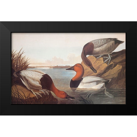 Canvas-Backed Duck Black Modern Wood Framed Art Print by Audubon, John James